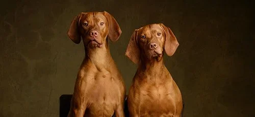 dog2