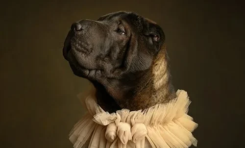 dog3