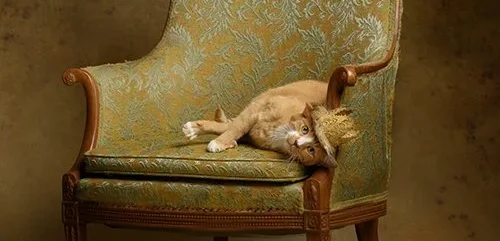 dog4
